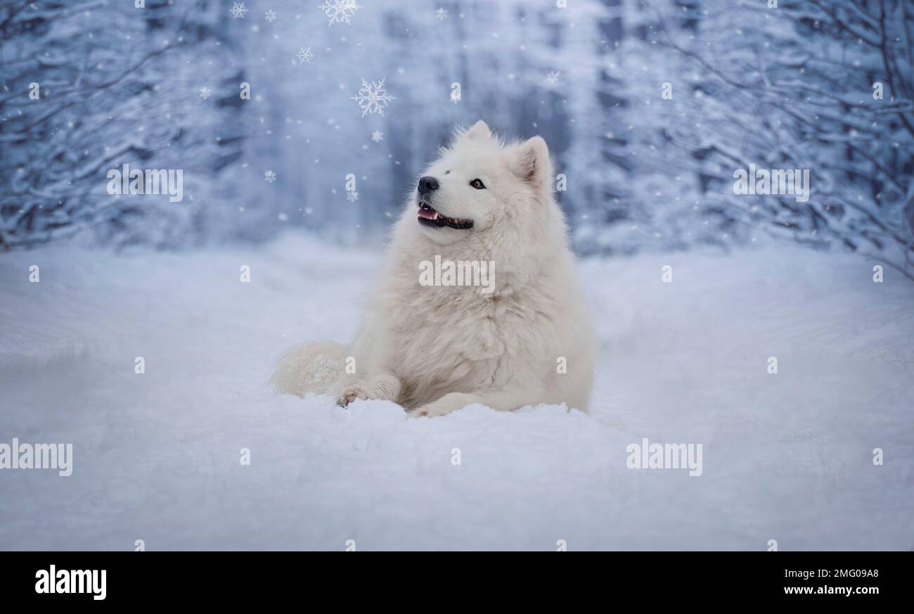 - Samoiniertes Weibchen. Winterporträt. Ein Hund, der in einer verschneiten Landschaft liegt. Stockfoto