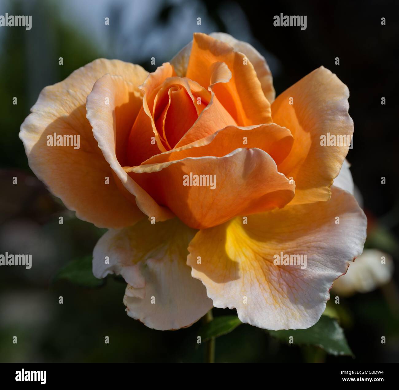 Nahaufnahme einer David Austin Rose Stockfoto