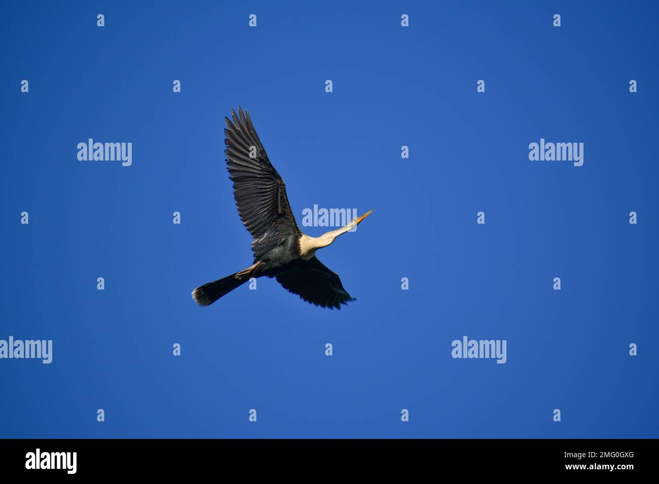 anhinga (Anhinga anhinga), manchmal auch Snakebird, Dart, American Dart oder wasserpute genannt, Ich habe sie in Buenos Aires fliegen sehen Stockfoto