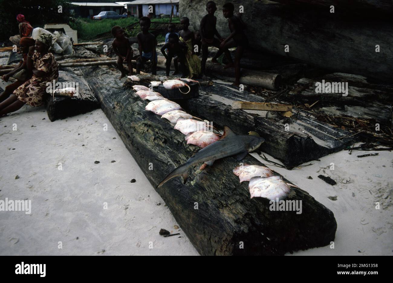 Fischerdorf in der Nähe von Libreville (Gaboon): Rochen und Hai, die im Ogowe River Delta gefangen werden Stockfoto