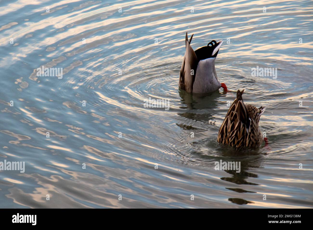 Patos buceando con la cabeza bajo el agua. Nadan y buscan peces en sincronía, meten la cabeza bajo el agua y capturan comida. Laguna Salada de Calpe Stockfoto