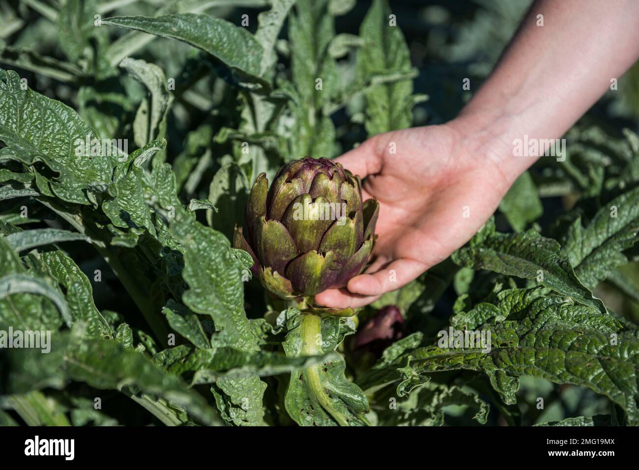 Handhalten von Articoke an Pflanzen im Gemüsegarten Stockfoto