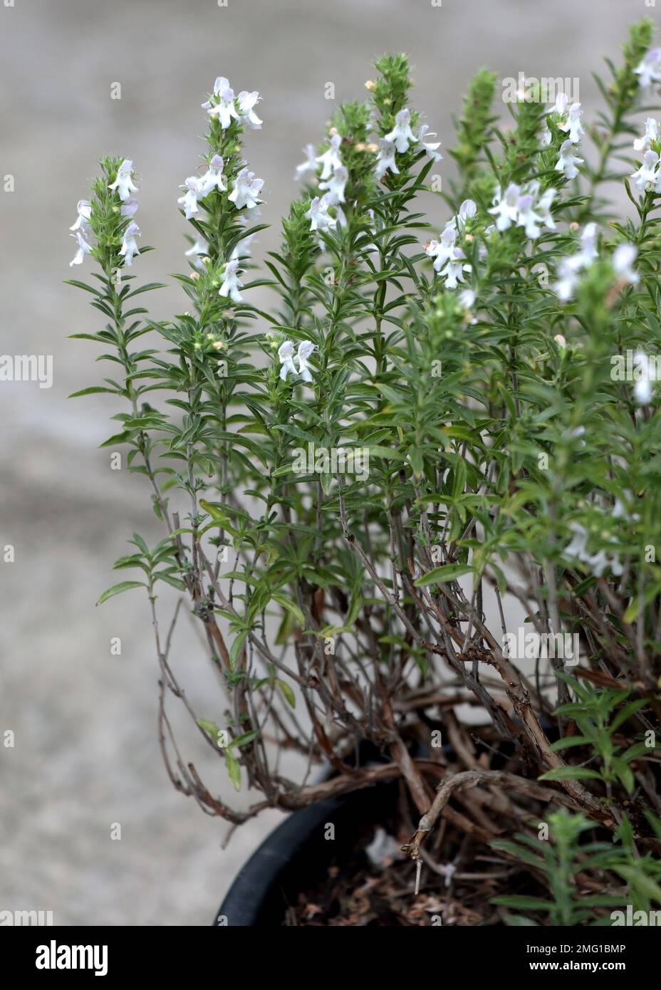 Weißes blühendes Kraut Satureja montana im Garten Stockfoto