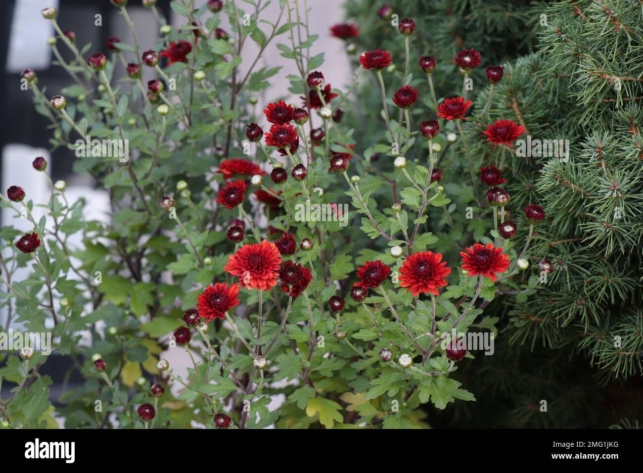 Blühende rote Chrysanthemum Blume in der Natur. Kastanienbraune Chrysantheme. Goldfield Chrysantheme Stockfoto