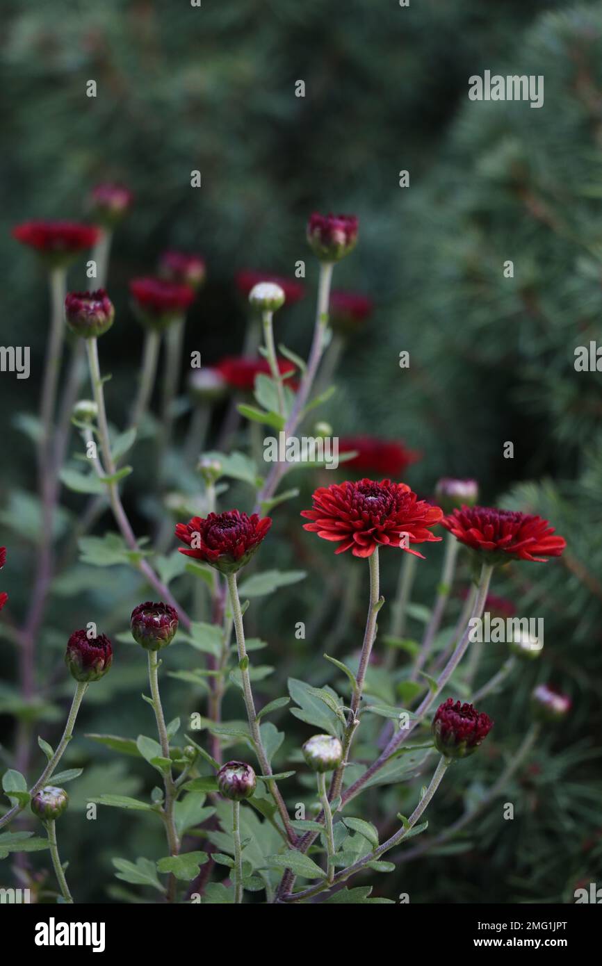 Blühende rote Chrysanthemum Blume in der Natur. Kastanienbraune Chrysantheme. Goldfield Chrysantheme Stockfoto