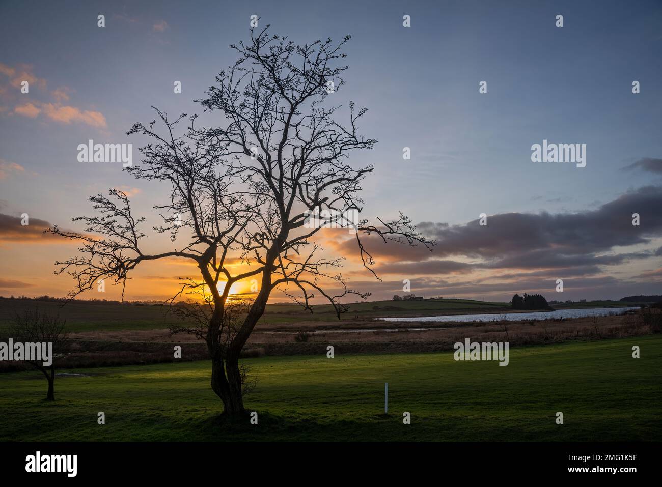 Einzelner Baum am Rande des Lenzie Golfplatzes neben Gadloch, East Dunbartonsghire, in der Nähe von Glasgow, Schottland. Stockfoto