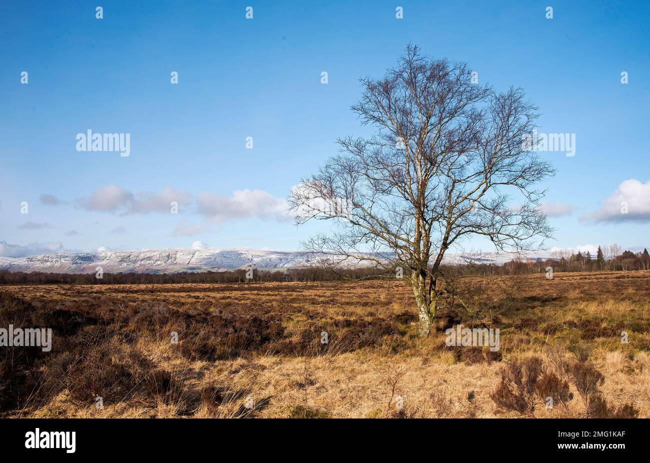 Einzelner Baum in Lenzie Moss East Dunbartonshire mit schneebedeckten Campsie Hügeln im Hintergrund. Stockfoto