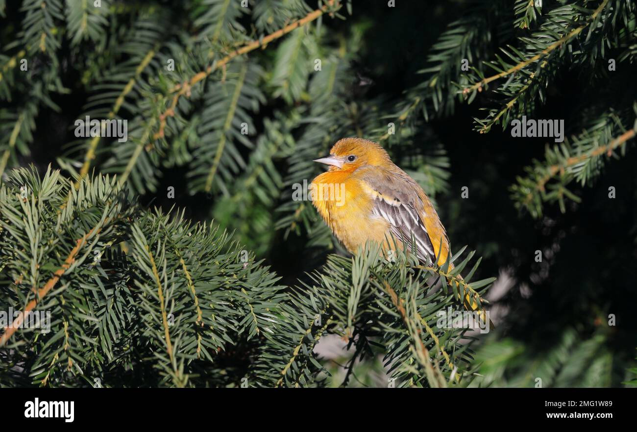 Baltimore-Oriole sitzt im Nadelbaum Stockfoto