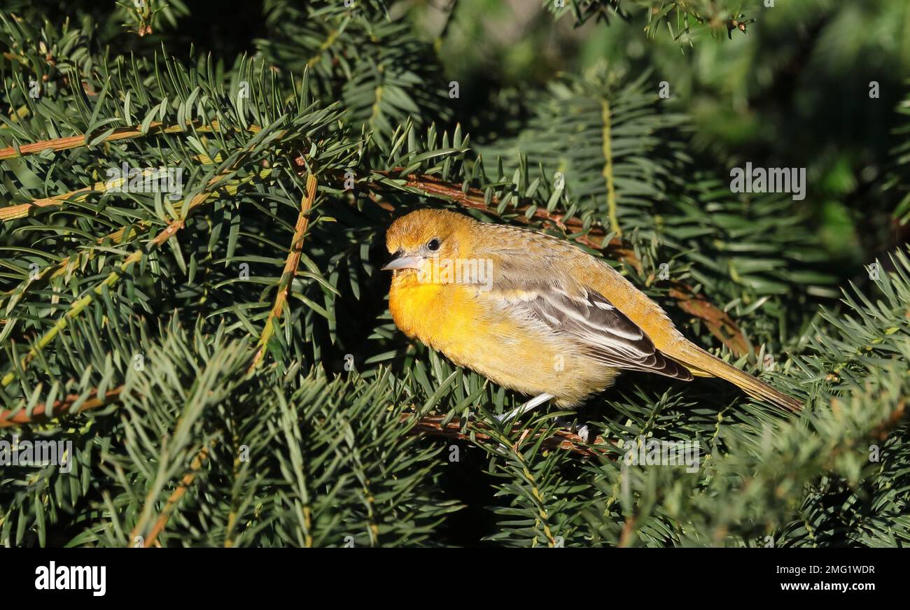 Baltimore-Oriole sitzt im Nadelbaum Stockfoto