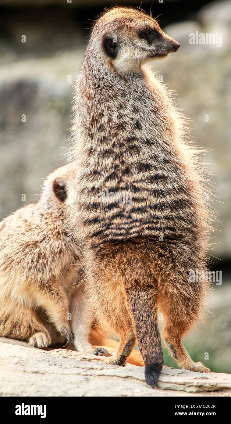 zootiere in deutschland Stockfoto