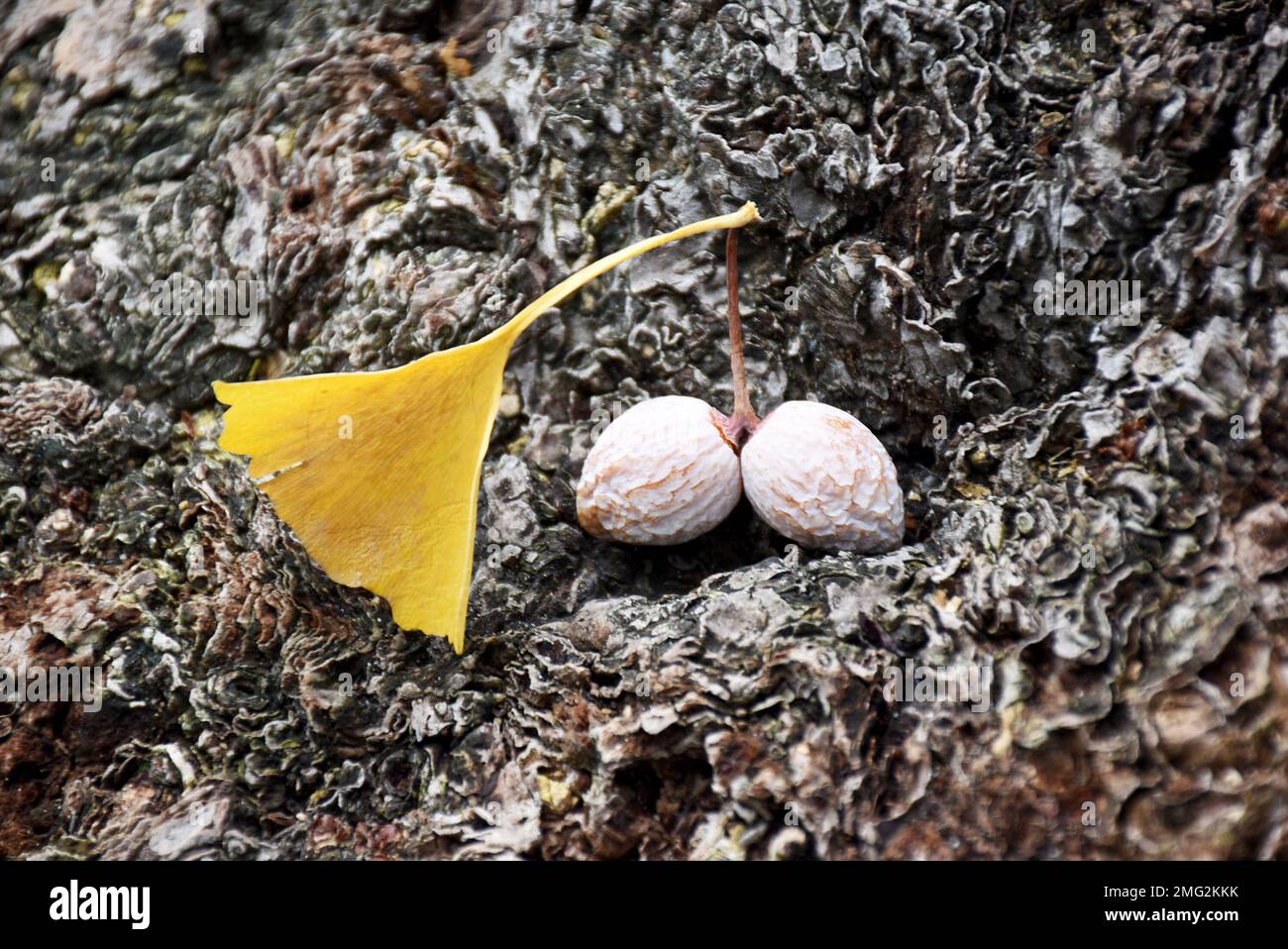 Gelbe Blätter und Früchte von japanischem Baumginko bilboa. Die Frucht ist weich, mit dichter Textur, sehr gesund und reich an Vitaminen. Herbst in Japan. Stockfoto