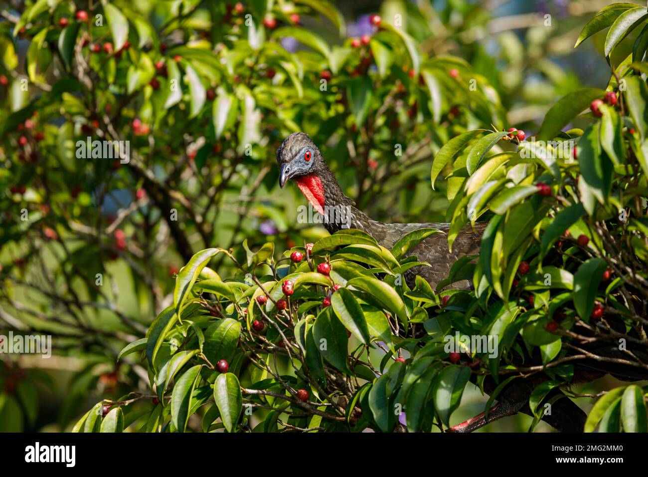 kammguan (Penelope purpurascens), das in den Bäumen im Nationalpark Arenal Volcano, Providencia de Alajuela, Costa Rica, forscht. Stockfoto