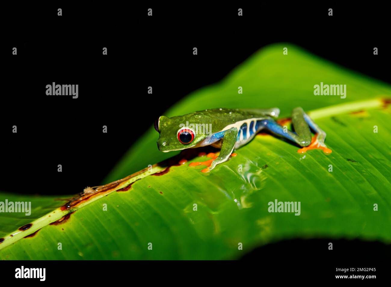 Bunter Rotaugenfrosch bei Nacht im Nationalpark Arenal, Costa Rica. Stockfoto