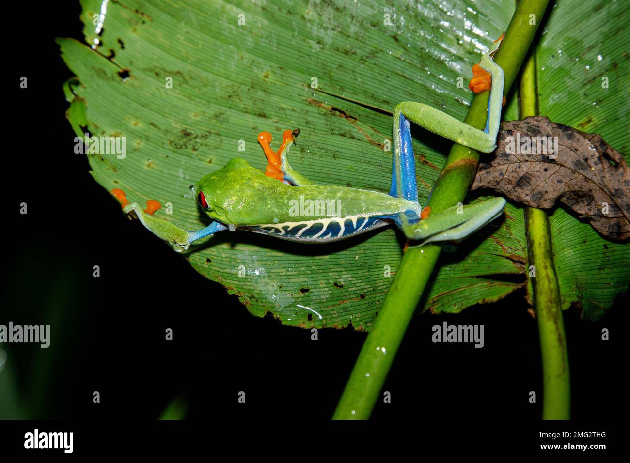 Bunter Rotaugenfrosch bei Nacht im Nationalpark Arenal, Costa Rica. Stockfoto