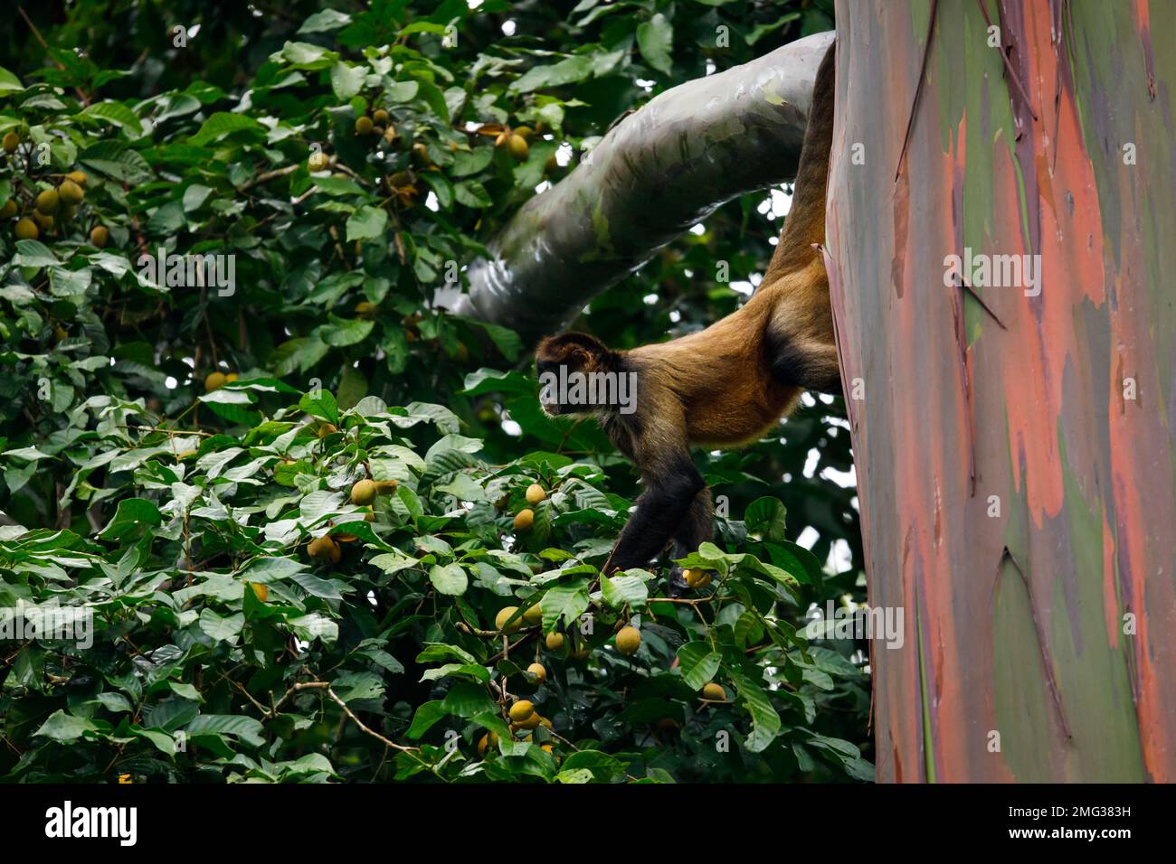 Geoffroys Spinnenaffe (Ateles geoffroyi), die in den Bäumen im Arenal Volcano National Park, Providencia de Alajuela, Costa Rica forscht. Stockfoto
