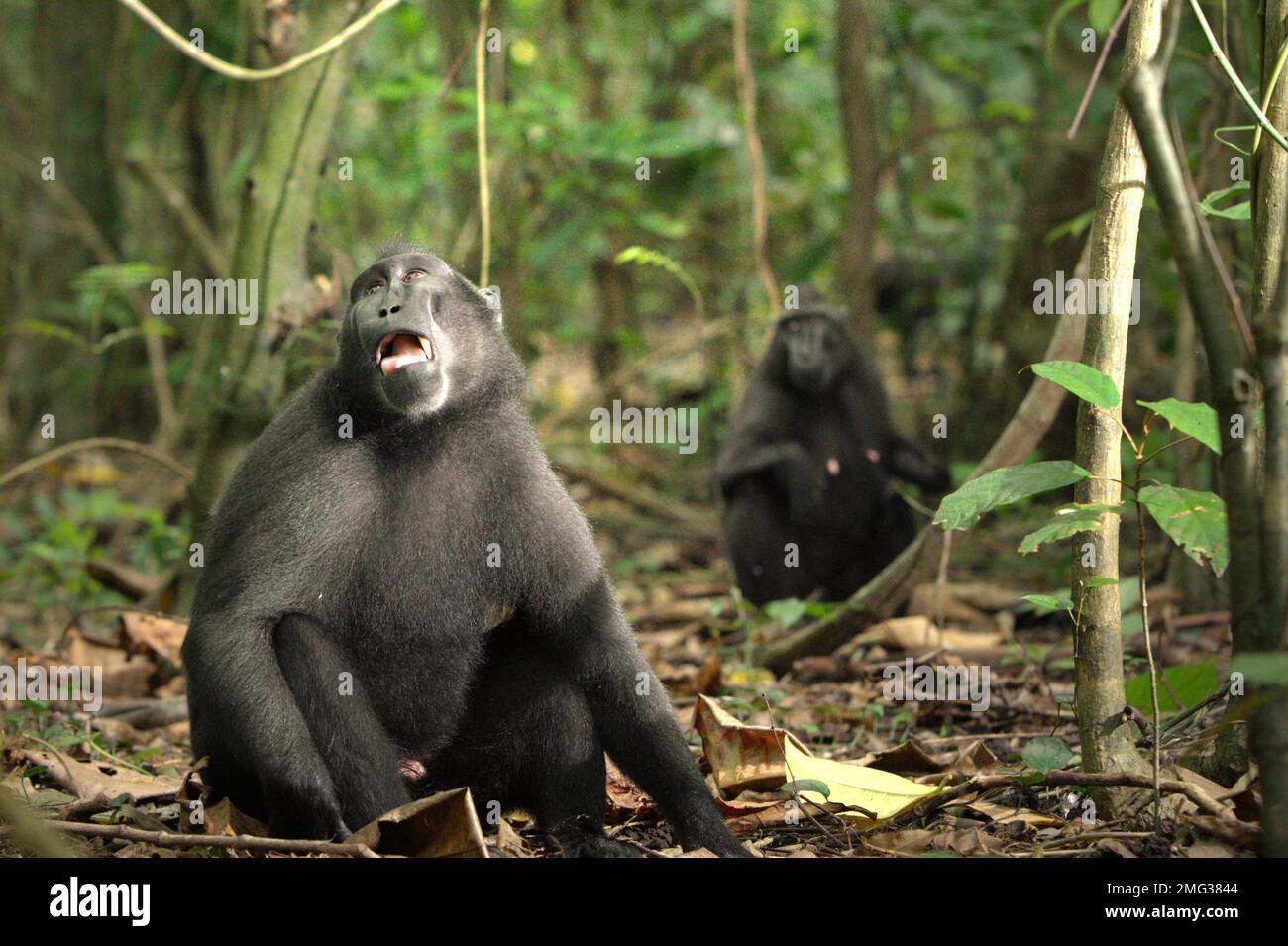 Ein Sulawesi-Schwarzkammmakaken (Macaca nigra) sieht auf den Boden des Tieflandregenwalds im Naturschutzgebiet Tangkoko, North Sulawesi, Indonesien. Die Auswirkungen des Klimawandels auf die endemischen Arten sind auf verändertes Verhalten und Nahrungsverfügbarkeit zu sehen, die ihre Überlebensrate beeinflussen. „Wie die Menschen überhitzen sich Primaten und werden durch anhaltende körperliche Aktivität bei extrem heißem Wetter dehydriert“, so ein Wissenschaftler, Brogan M. Stewart, in seinem Bericht, der 2021 über das Gespräch veröffentlicht wurde. In einer wärmeren Zukunft müssten sie sich anpassen, sich ausruhen und im Schatten bleiben... Stockfoto