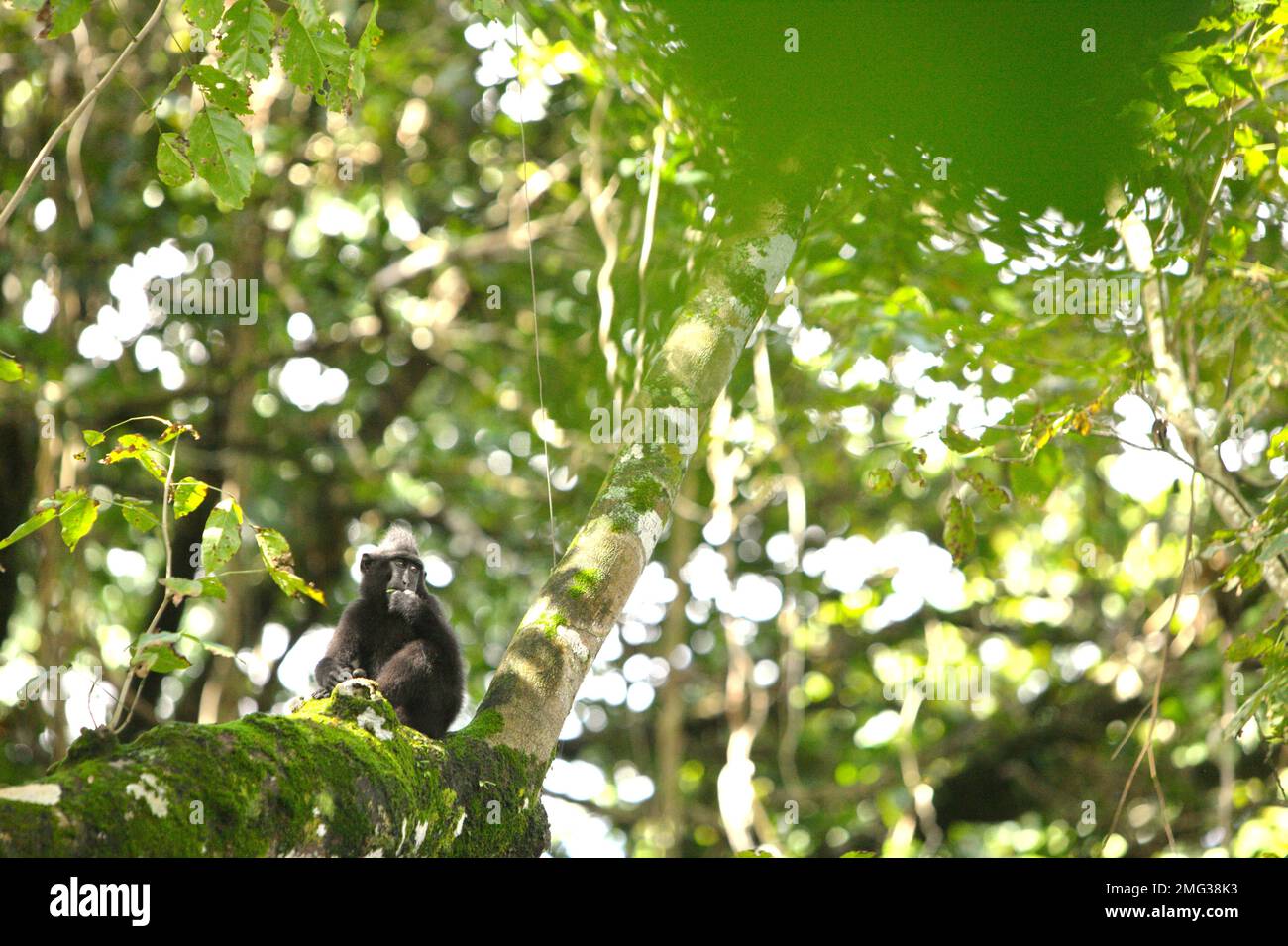 Ein junger Sulawesi-Schwarzkammmakaken (Macaca nigra) ruht auf einem Baum in der Nähe eines Strandes im Naturschutzgebiet Tangkoko, North Sulawesi, Indonesien. Die Auswirkungen des Klimawandels auf die endemischen Arten sind auf verändertes Verhalten und Nahrungsverfügbarkeit zu sehen, die ihre Überlebensrate beeinflussen. „Wie die Menschen überhitzen sich Primaten und werden durch anhaltende körperliche Aktivität bei extrem heißem Wetter dehydriert“, so ein Wissenschaftler, Brogan M. Stewart, in seinem Bericht, der 2021 über das Gespräch veröffentlicht wurde. In einer wärmeren Zukunft müssten sie sich anpassen, sich ausruhen und in den heißesten Zeiten im Schatten bleiben Stockfoto