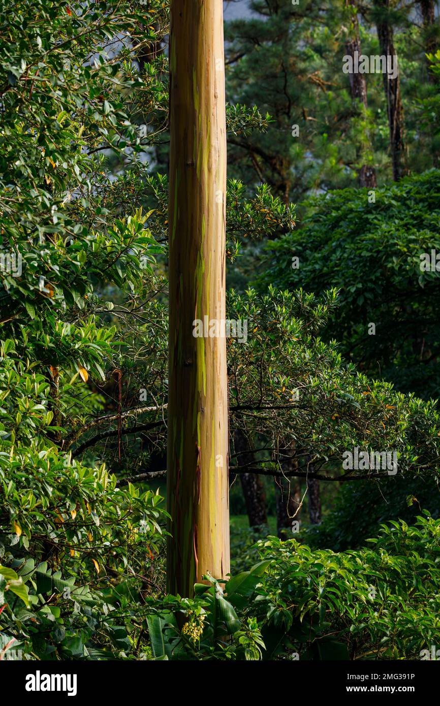 Farbenfrohe Eukalyptusbäume des Regenbogens, Eucalyptus deglupta, die in der Arenal Observatory Lodge im Arenal Volcano National Park, Costa Rica, wachsen. Stockfoto