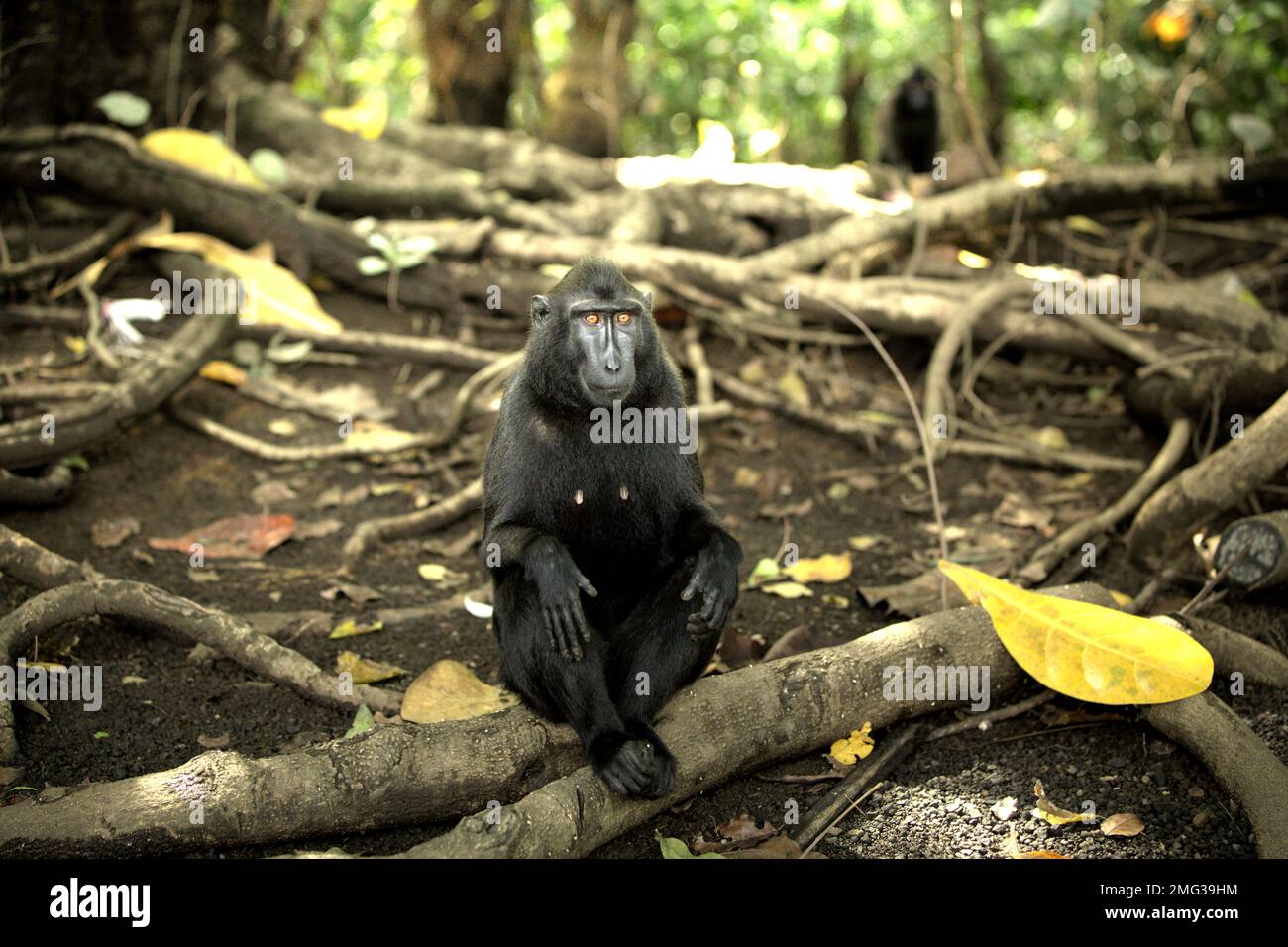 Porträt eines Sulawesi-Schwarzkammmakaken (Macaca nigra), der auf einer Baumwurzel im Tieflandregenwald des Naturschutzgebiets Tangkoko, North Sulawesi, Indonesien, liegt. Die Auswirkungen des Klimawandels auf die endemischen Arten sind auf verändertes Verhalten und Nahrungsverfügbarkeit zu sehen, die ihre Überlebensrate beeinflussen. „Wie die Menschen überhitzen sich Primaten und werden durch körperliche Aktivität bei extrem heißem Wetter dehydriert“, so ein Wissenschaftler, Brogan M. Stewart, in seinem Bericht, der 2021 über das Gespräch veröffentlicht wurde. „In einer wärmeren Zukunft müssten sie sich anpassen, ausruhen und bleiben. Stockfoto