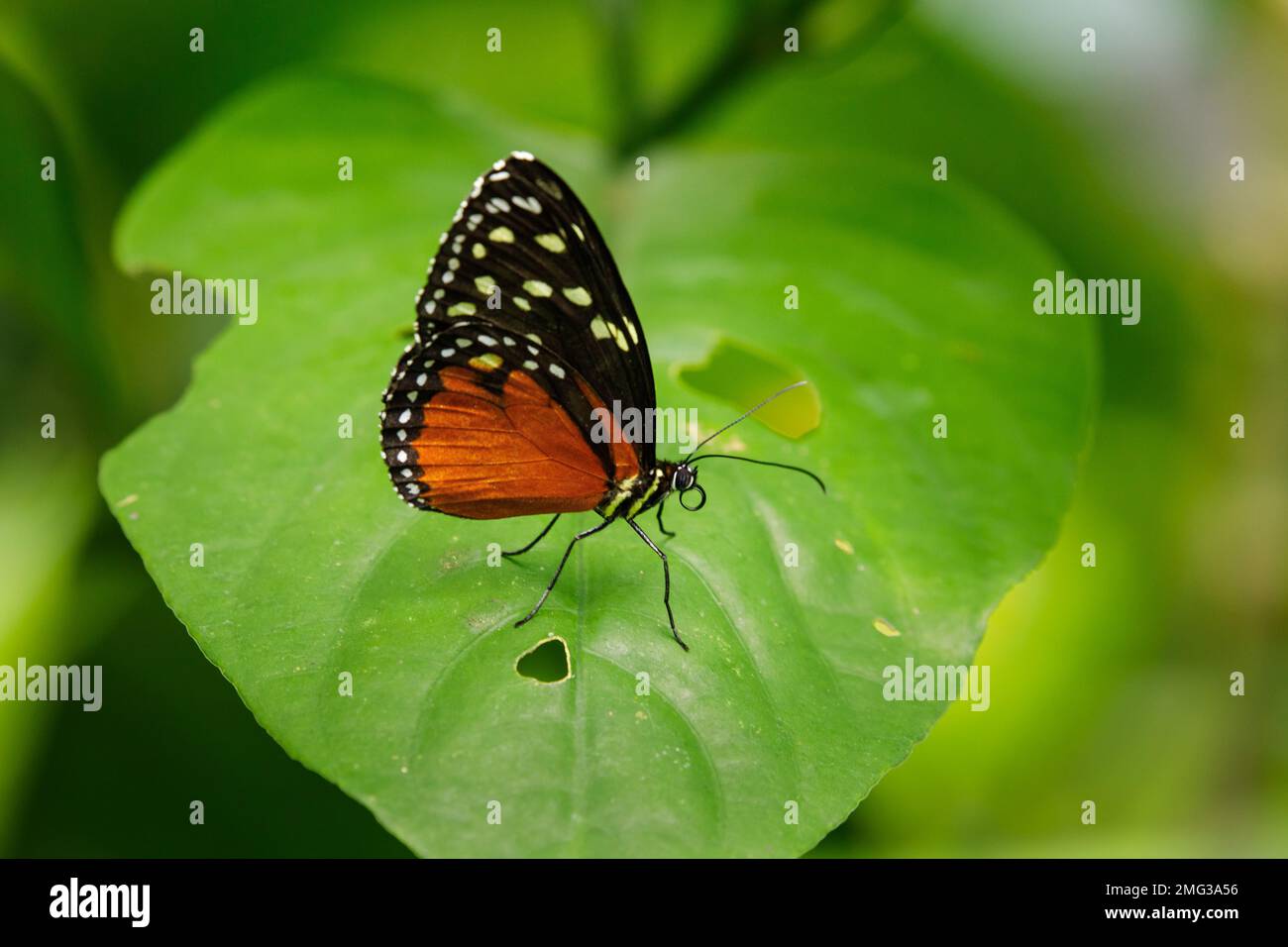 Zentraler Blick auf einen sehnlichen Schmetterling (Heliconius Hecale), Nationalpark Arenal, Provinz Alajuela, Costa Rica. Stockfoto