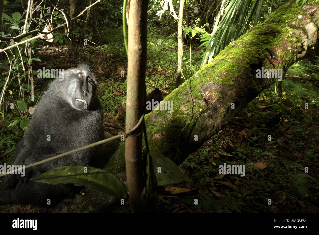 Ein Sulawesi-Schwarzkammmakaken (Macaca nigra) sieht auf einen Baum im Tiefland-Regenwald des Naturschutzgebiets Tangkoko, North Sulawesi, Indonesien. Die Auswirkungen des Klimawandels auf die endemischen Arten sind auf verändertes Verhalten und Nahrungsverfügbarkeit zu sehen, die ihre Überlebensrate beeinflussen. „Wie die Menschen überhitzen sich Primaten und werden durch anhaltende körperliche Aktivität bei extrem heißem Wetter dehydriert“, so ein Wissenschaftler, Brogan M. Stewart, in seinem Bericht, der 2021 über das Gespräch veröffentlicht wurde. In einer wärmeren Zukunft müssten sie sich anpassen, sich ausruhen und im Schatten bleiben... Stockfoto