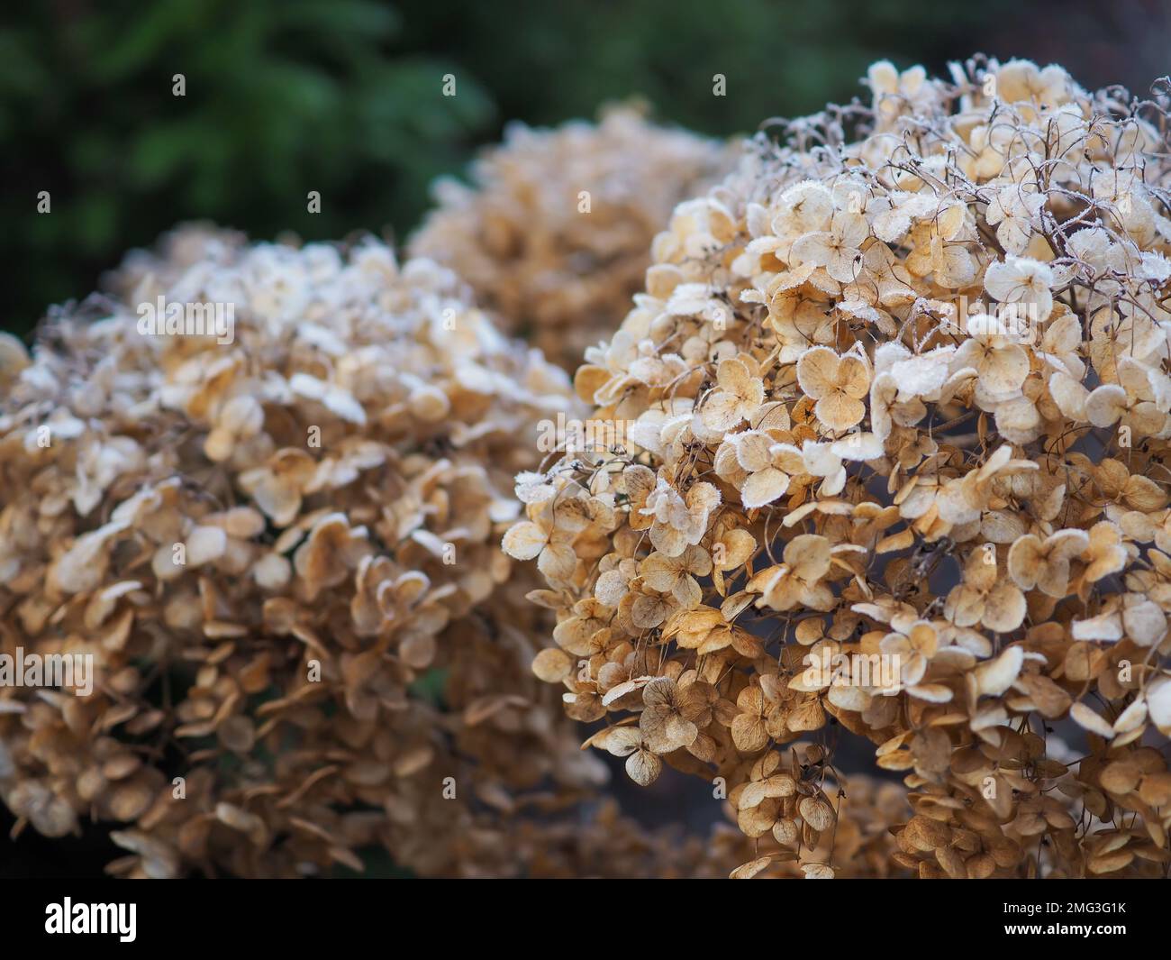 Nahaufnahme von Hydrangea arborescens „Incrediball“ getrockneten Blumenköpfen in einem britischen Garten, der im Winter von Frost bedeckt war Stockfoto