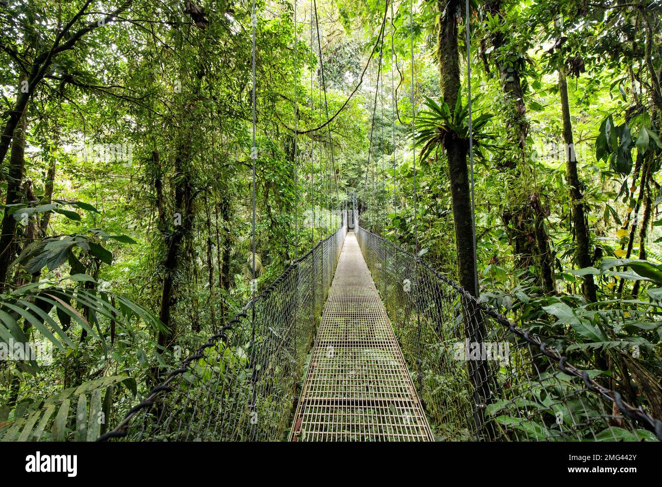Hängebrücke bei Mistico Arenal Hanging Bridges, Provinz Alajuela, Costa Rica. Stockfoto