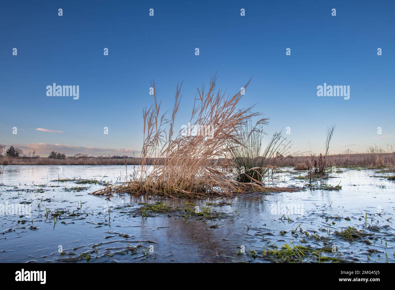 Reed canary Grass (Phalaris arundinacea) in einem gefrorenen Teich mit blauem Himmel im Ury Riverside Park, Inverurie, Aberdeenshire, Schottland, Großbritannien Stockfoto