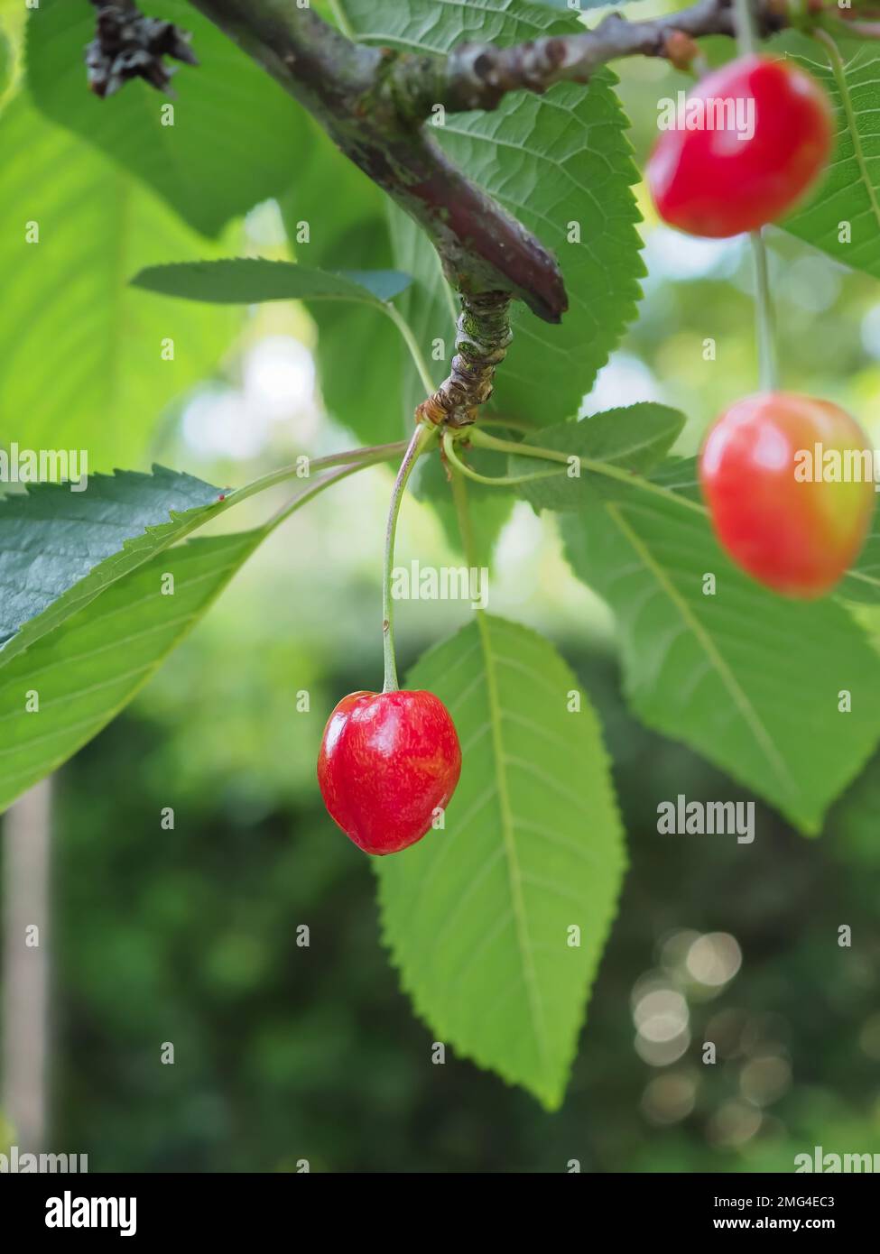 Nahaufnahme einer glänzenden roten Prunus avium „Kordia“-Kirsche, die im Sommer an einem Ast hängt und in einem britischen Garten reift Stockfoto
