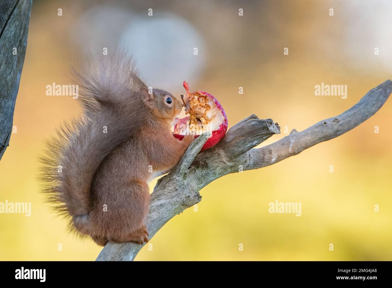 Rotes Eichhörnchen (Sciurus vulgaris), Insch, Aberdeenshire, Schottland, Vereinigtes Königreich Stockfoto