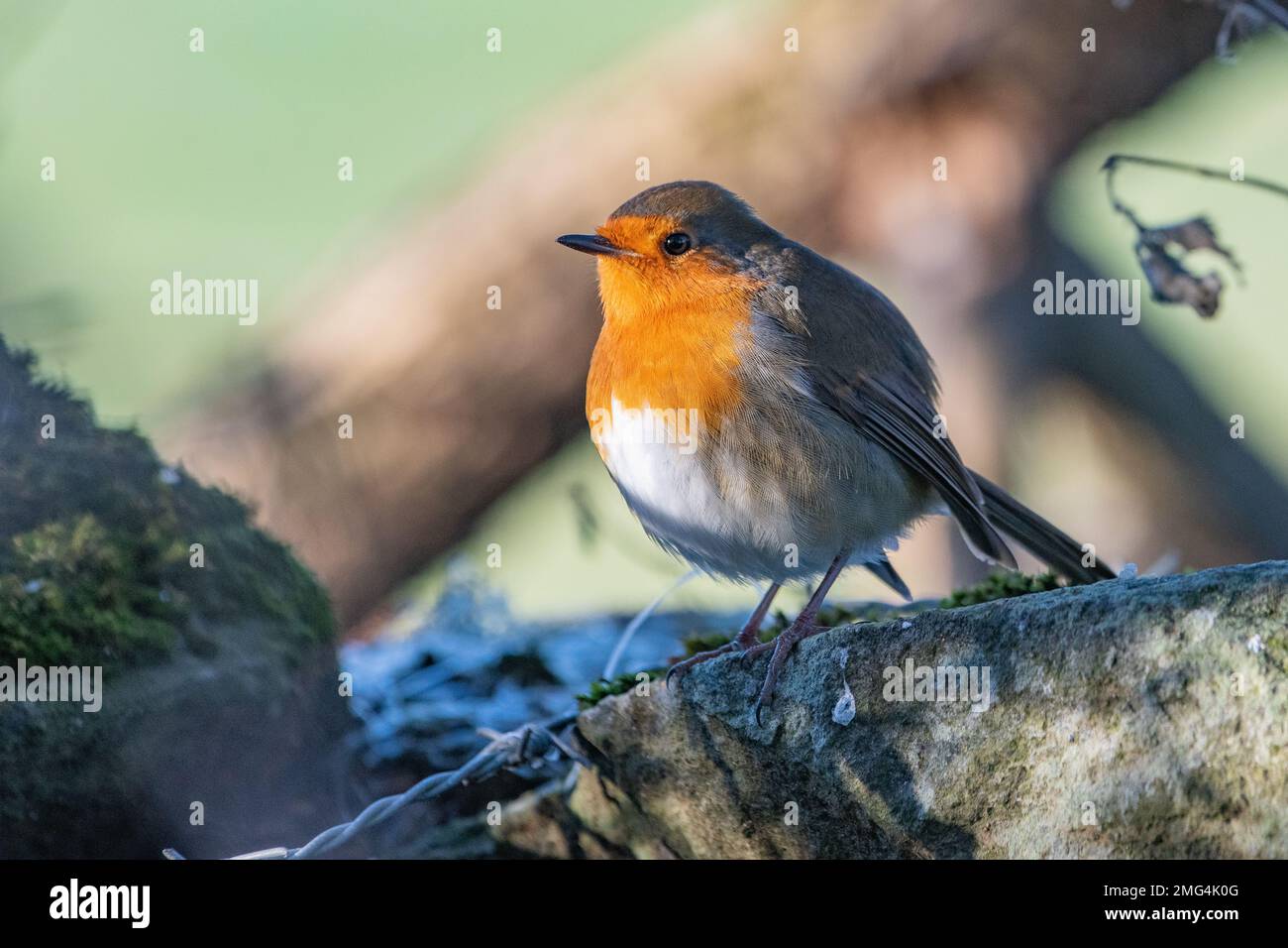 Robin, (Erithacus rubecula), Insch, Aberdeenshire, Schottland, UK Stockfoto