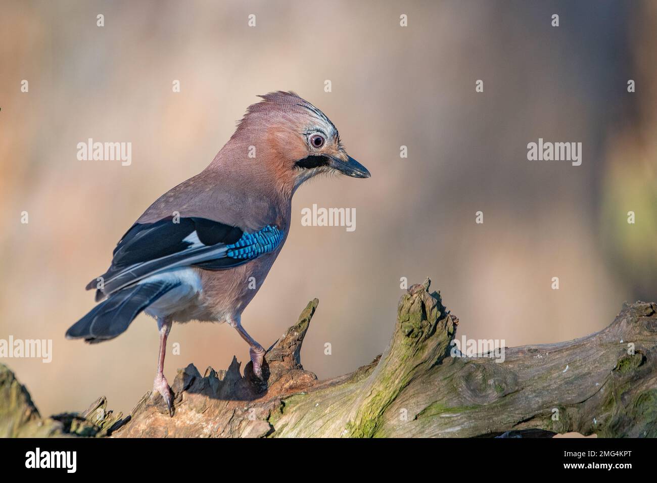 Jay, (Garrulus glandarius), Insch, Aberdeenshire, Schottland, UK Stockfoto