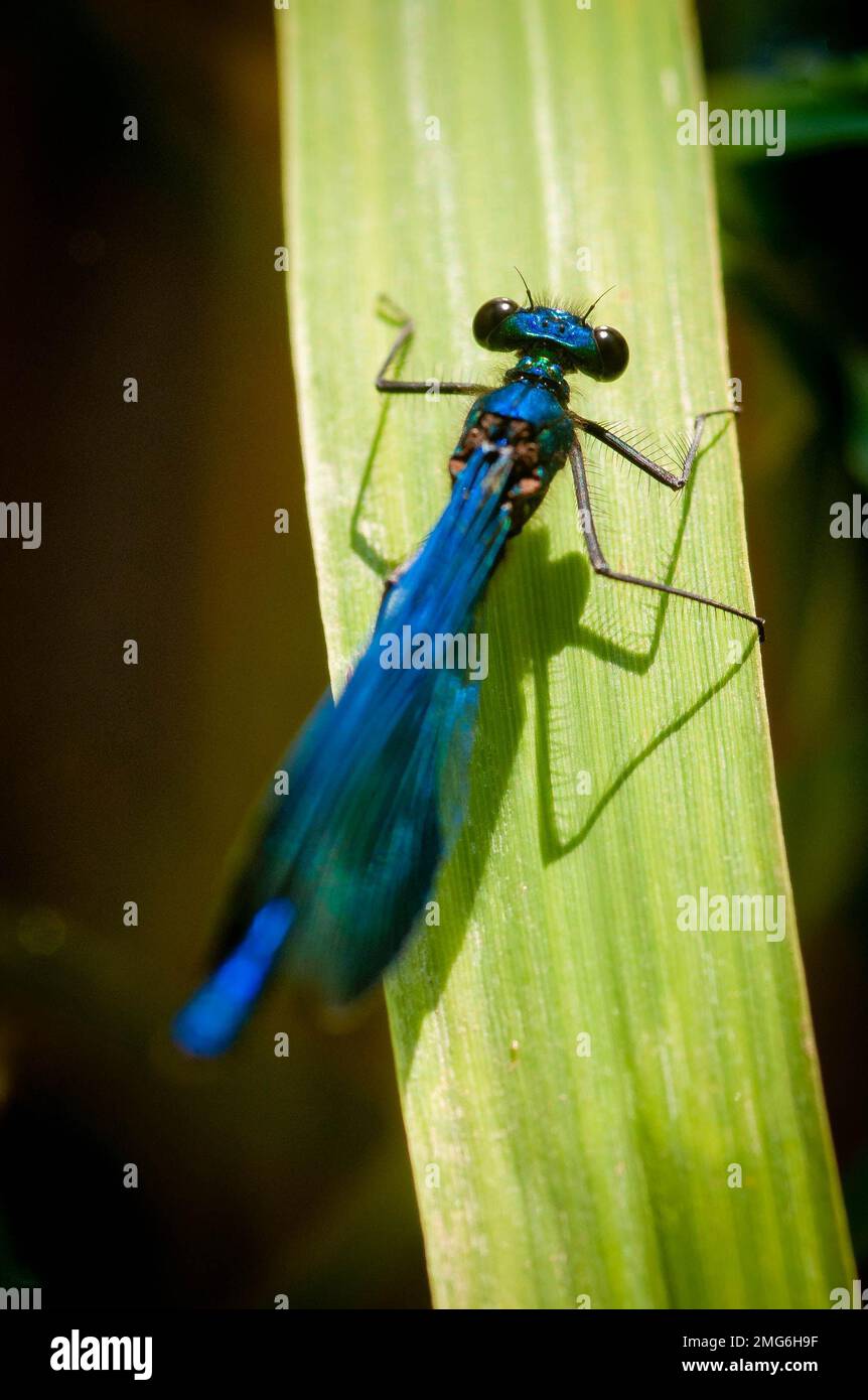 Eine Dammfliege, Befehl Odonata, Unterordnung Zygoptera Sonnenbaden Stockfoto