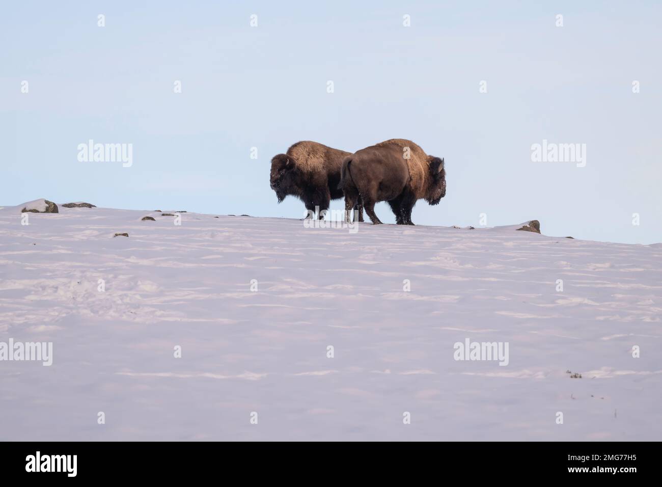 Bisons im Yellowstone Winter Stockfoto