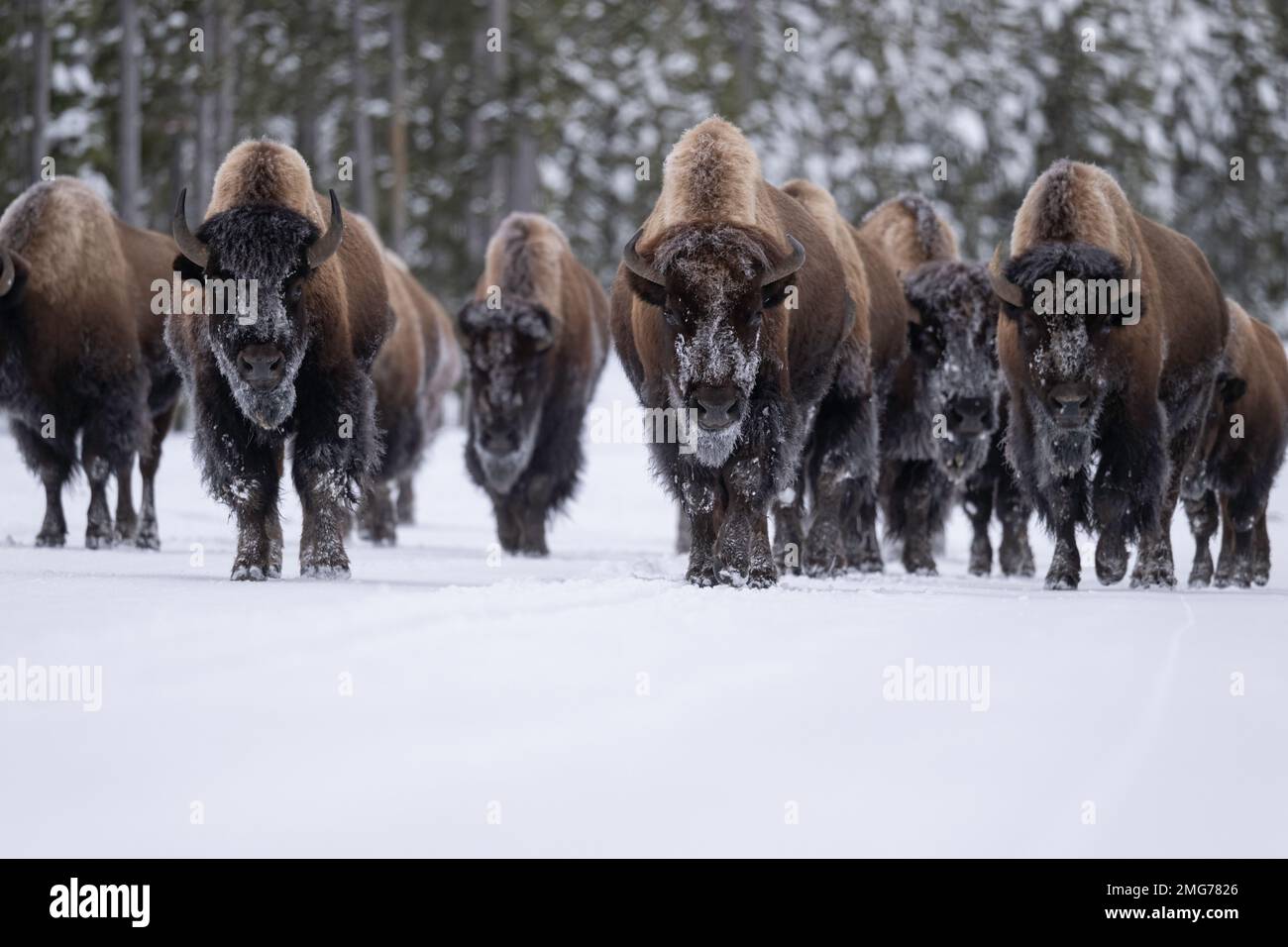 Bisons im Yellowstone Winter Stockfoto
