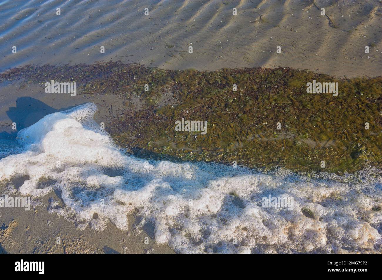 Die erste Linie eines Strands, wo Sie Schaum und viele Algen auf dem Wasser schwimmen sehen können Stockfoto