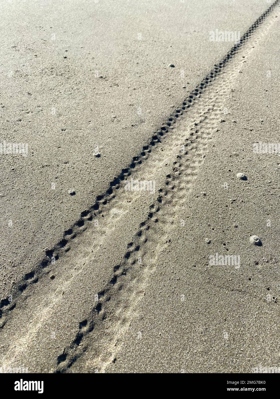 Mountainbike-Reifenspuren am nassen Sandstrand Stockfoto