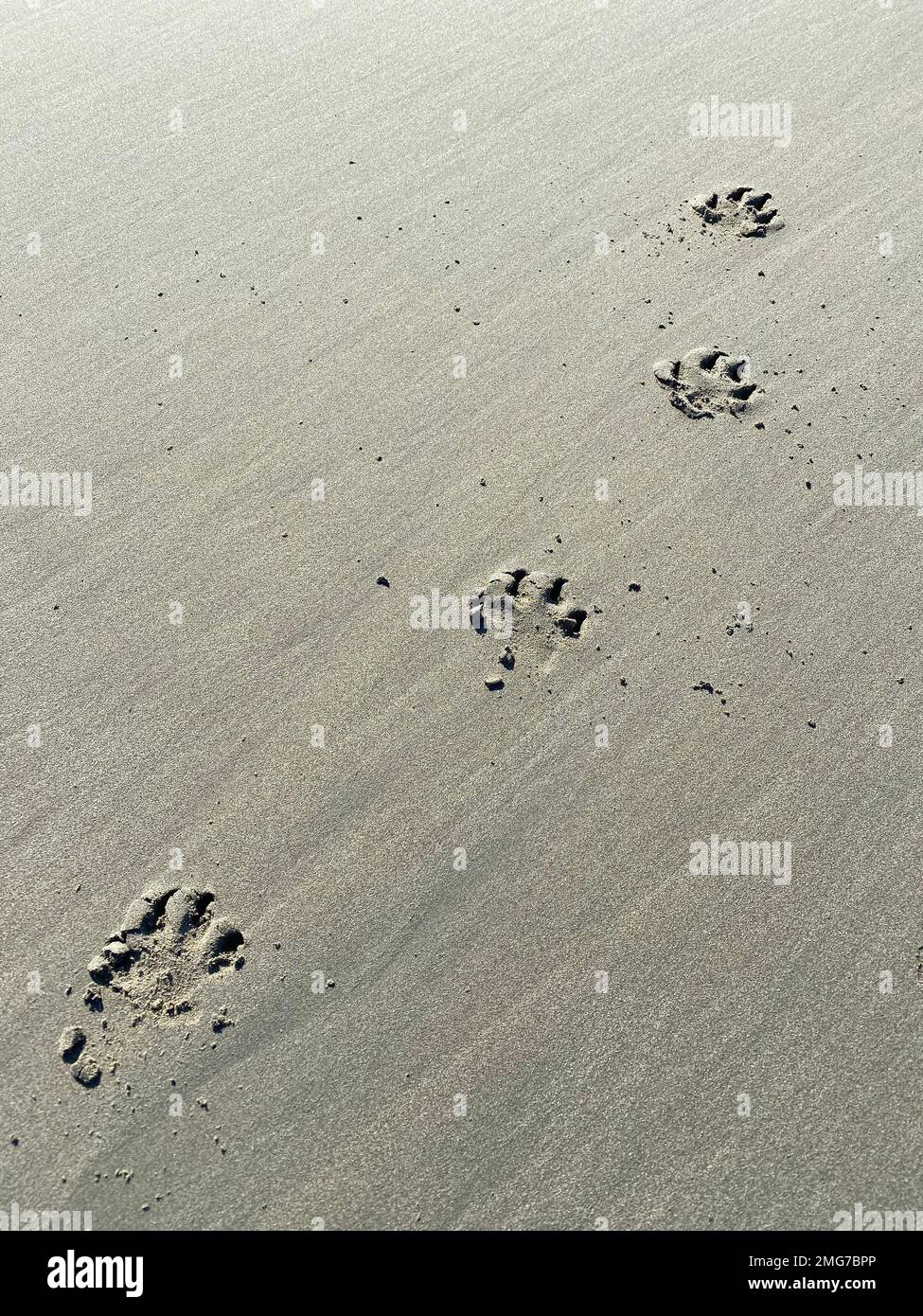 Hundeabdrücke am Sandstrand Stockfoto