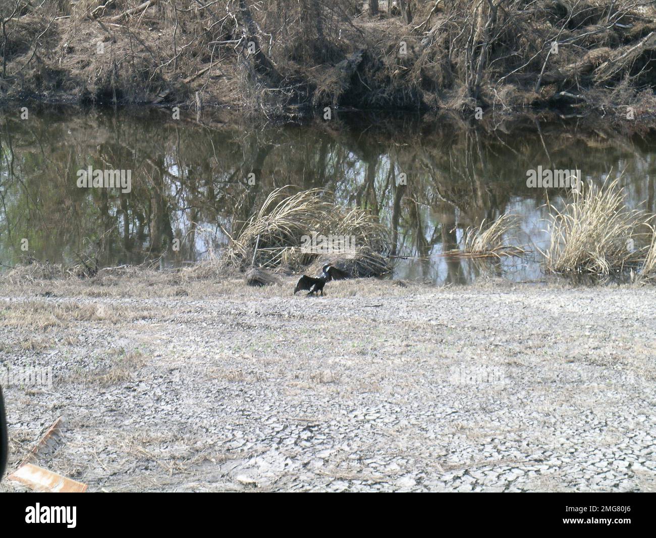Verschmutzung - ESU St. Louis Response - Murphy Oil - 26-HK-243-97. Geölter Vogel III Hurrikan Katrina Stockfoto