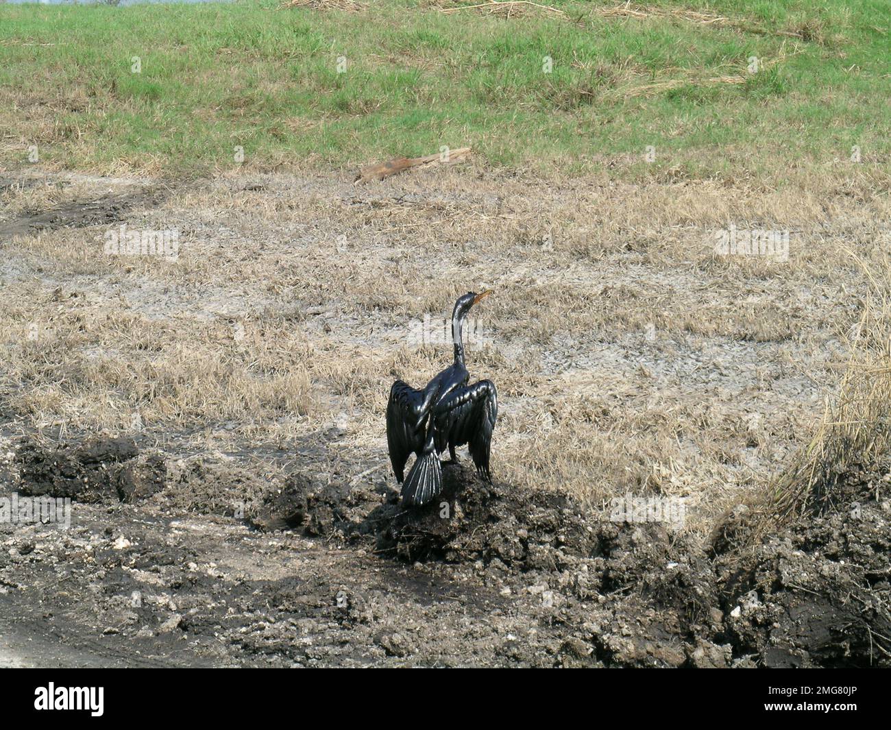 Verschmutzung - ESU St. Louis Response - Murphy Oil - 26-HK-243-98. Geölter Vogel. Hurrikan Katrina Stockfoto