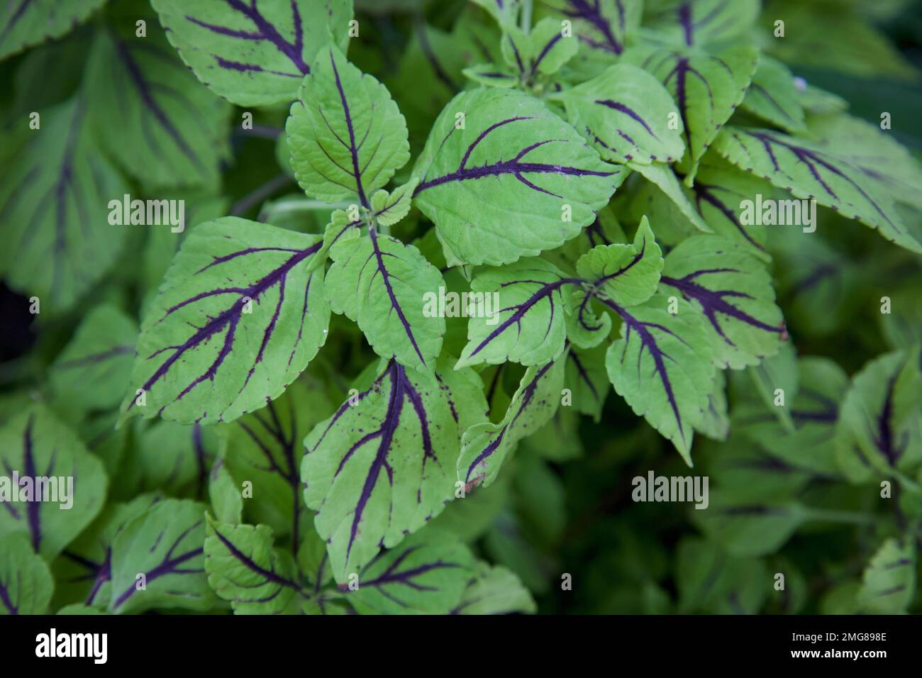 Zur Verengung von Coleus scutellarioides, gemeinhin bekannt als Coleuspflanze. Manchmal auch bemalte Brennnesseln genannt. Stockfoto
