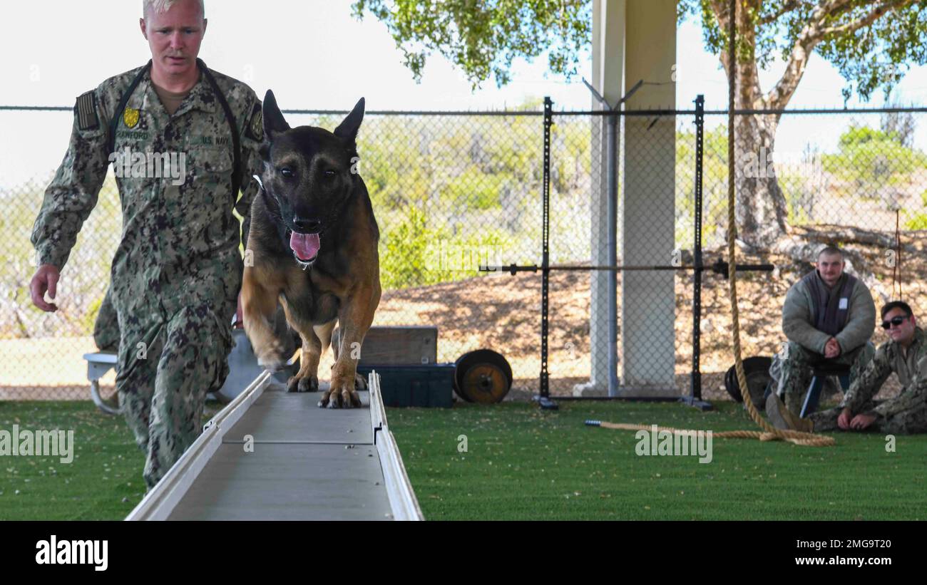 220822-N-BW566-1045- GUANTANAMO BAY, Kuba (22. August 2022) Master-at-Arms 2. Klasse Daniel Crawford, ein militärisch arbeitender Hund, führt Bobo, einen Militär arbeitenden Hund, während des Trainings an Bord der Marinestützstelle Guantanamo Bay, Kuba, eine Rampe hinunter. Militärisch arbeitende Hunde bieten wichtige Funktionen wie Durchsuchung und Bergung, Durchsuchung von Sprengstoffen und verdächtige Festnahmen während der gesamten Anlage. Marinestützpunkt Guantanamo Bay ist die vorwärtsgerichtete, einsatzbereite, unersetzliche US-Meereskraftplattform in der Karibik. Stockfoto