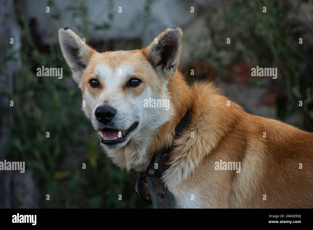 Roter Hund auf der Straße. Mischhund auf einem Bauernhof im Dorf. Stockfoto