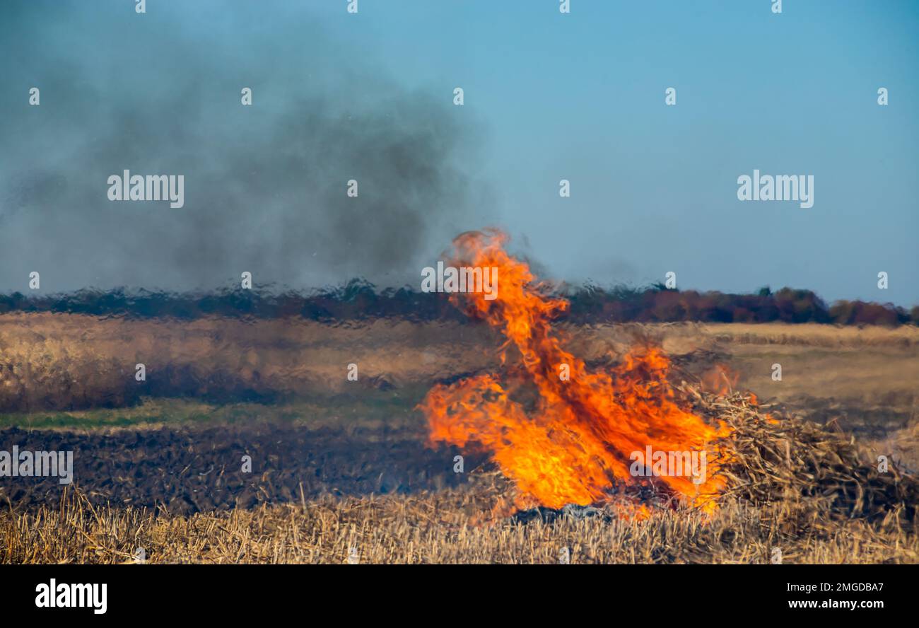 Verbrennung landwirtschaftlicher Abfälle - Smog und Verschmutzung. Schädliche Emissionen aus Heu- und Strohverbrennung auf landwirtschaftlichen Feldern. Stockfoto