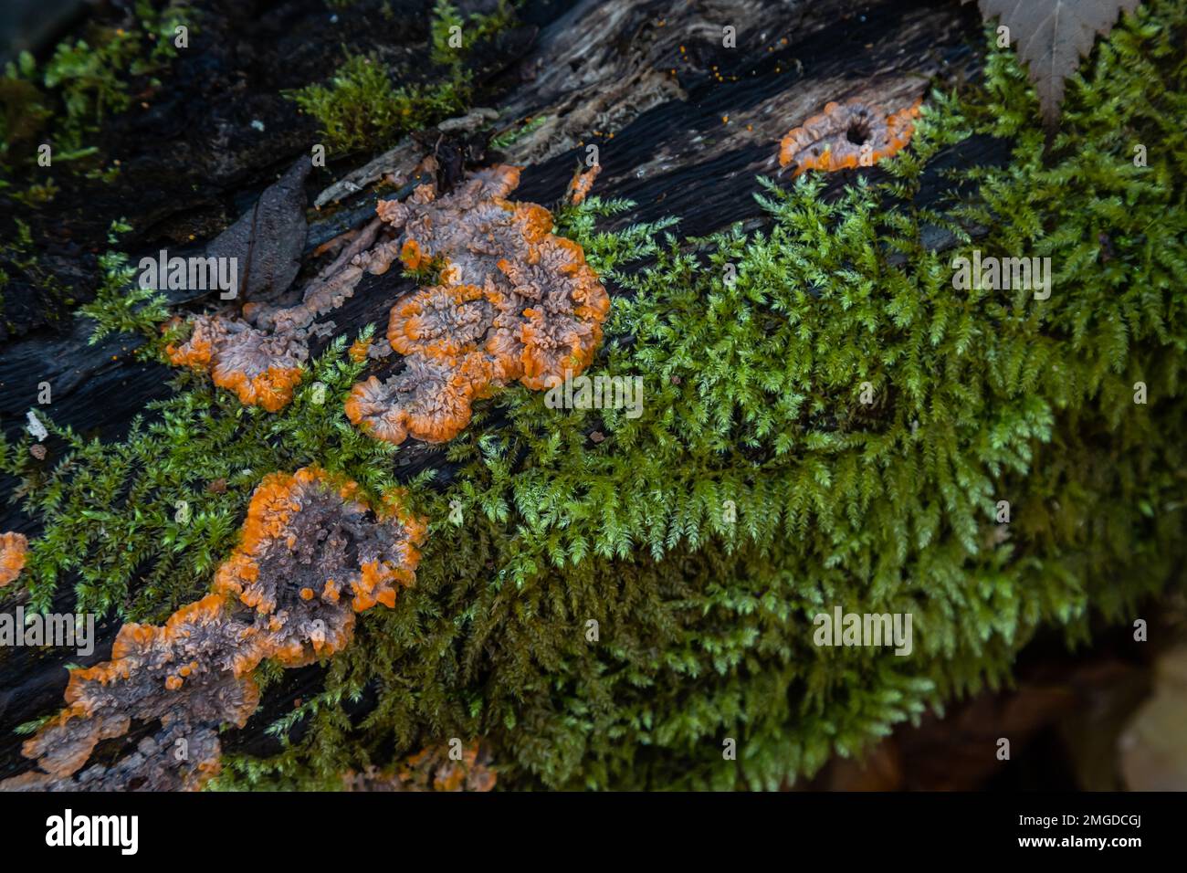 Naturdetails und Moos am faulen Baum. Stockfoto