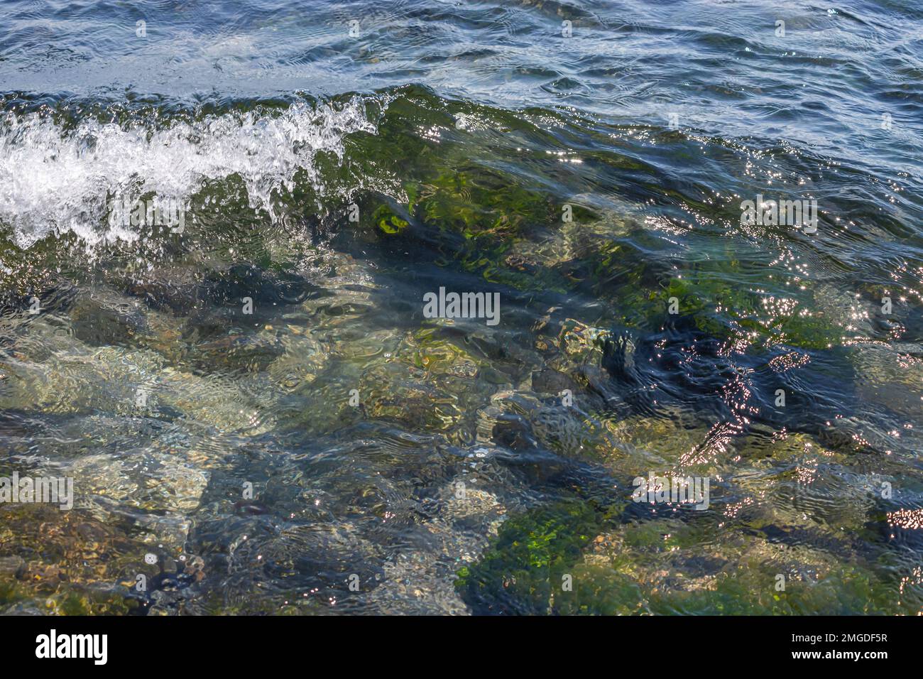 Mit Algen bedeckte Steine am Sandstrand des Meeres in der hellen Sonne und kleinen Wellen. Stockfoto