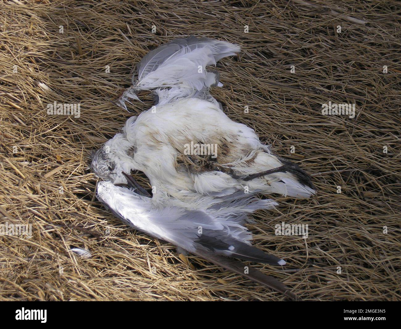 Verschmutzung - ESU St. Louis Response - North Bass - 26-HK-231-27. N. BASS-GEÖLTER VOGEL. Hurrikan Katrina Stockfoto