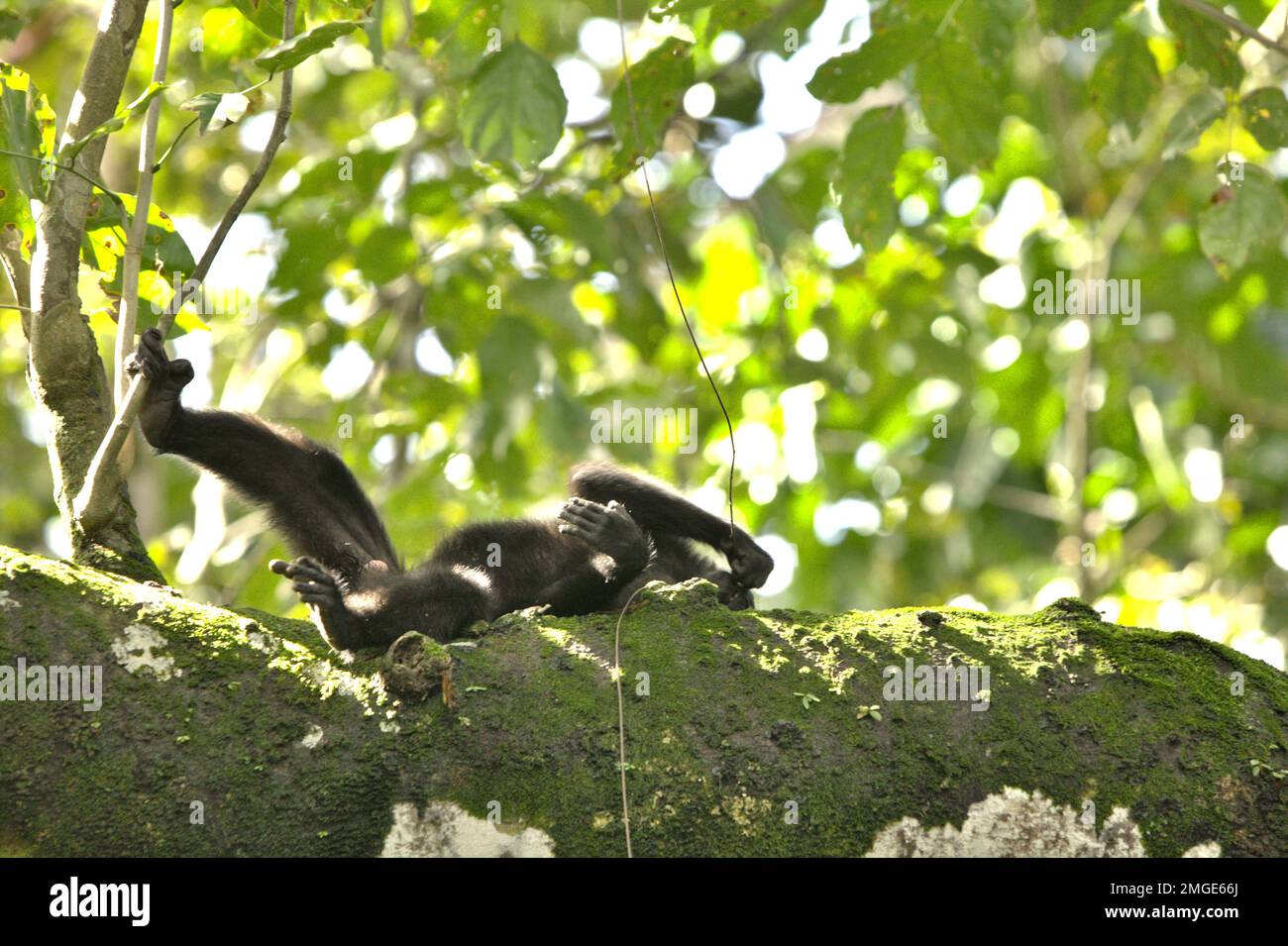 Eine Sulawesi-Schwarzkammmakake (Macaca nigra) hält an, um auf einem Ast im Naturschutzgebiet Tangkoko, Nord-Sulawesi, Indonesien, zu forschen. Ruhen ist eine der fünf Klassen makakanischer Aktivität, die Timothy O'Brien und Margaret Kinnaird in einem erstmals im International Journal of Primatology im Januar 1997 veröffentlichten Forschungspapier identifiziert haben. In der Ruhepause sitzt oder liegt ein Makake, „aber nicht mit sozialen Aktivitäten, einschließlich Autogrooming, beschäftigt ist“. Der endemische Primat Sulawesi ruht zu 19,5 Prozent seiner Zeit. Stockfoto
