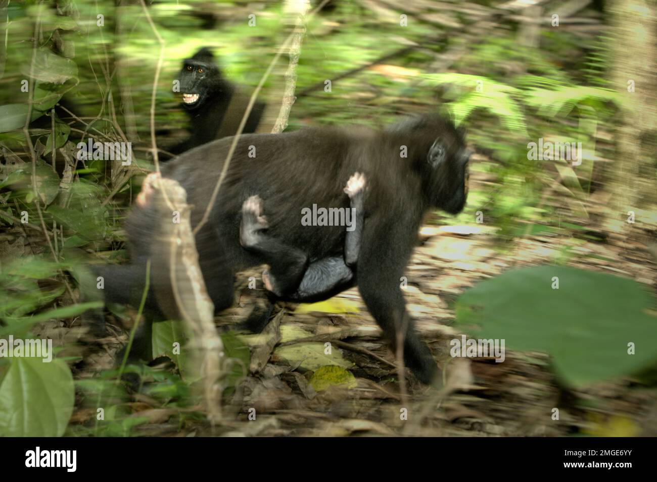 Eine Erwachsene Frau mit Sulawesi-Schwarzkammmakaken (Macaca nigra) trägt ein Kind, während sie sich auf dem Boden des Tiefland-Regenwalds im Tangkoko-Wald in Nord-Sulawesi, Indonesien, bewegt. Umzug ist eine der fünf Klassen von Sulawesi Schwarzkammmakaken (Macaca nigra), die von Timothy O'Brien und Margaret Kinnaird in einem erstmals im International Journal of Primatology im Januar 1997 veröffentlichten Forschungspapier identifiziert wurden. Wenn sie sich bewegen, schrieben sie, ist ein Kammmakak in „Bewegung, einschließlich Gehen, Laufen, Klettern und Springen“. Stockfoto