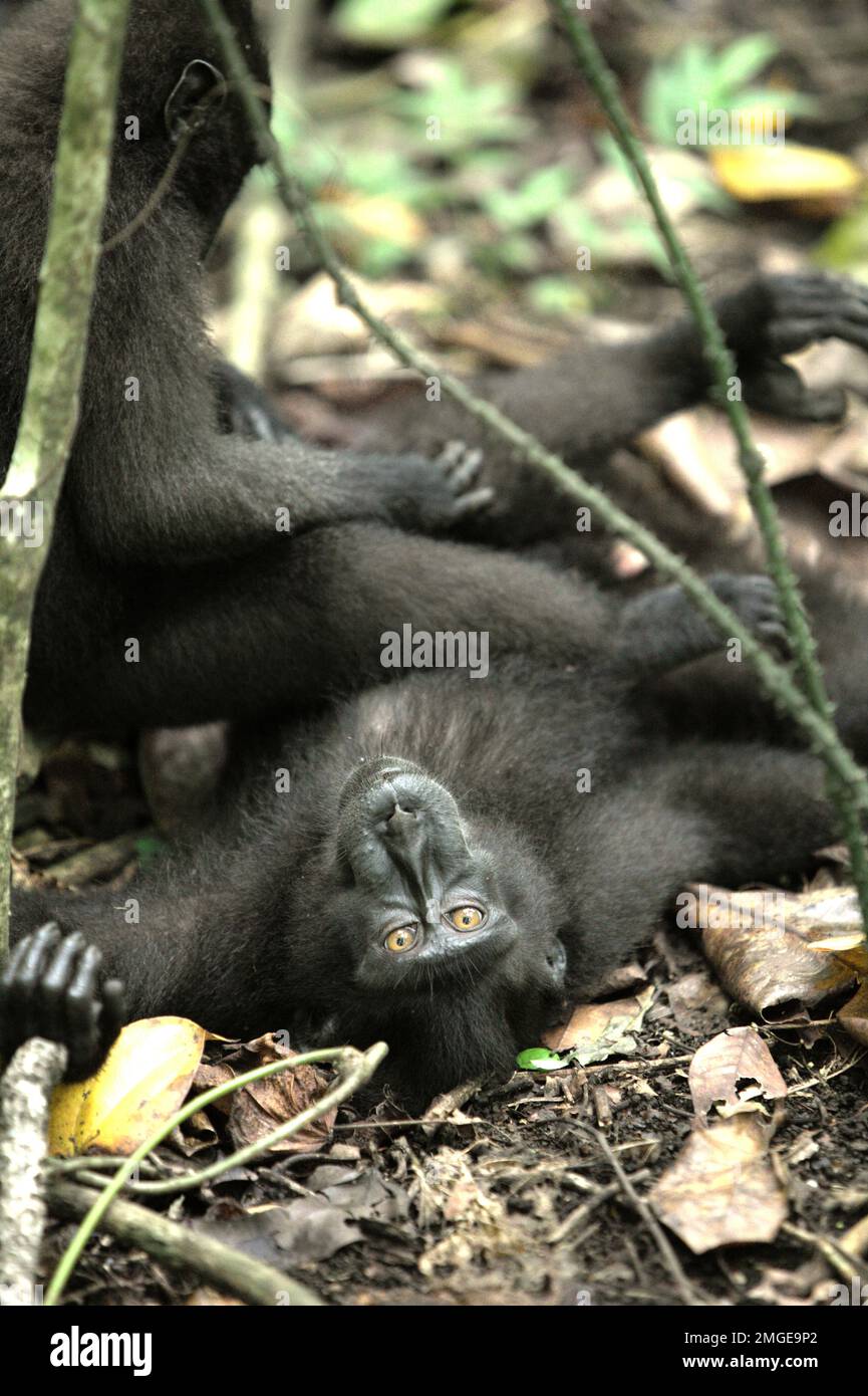 Sulawesi-Schwarzkammmakaken (Macaca nigra) sind gesellschaftlich aktiv, während sie im Naturschutzgebiet Tangkoko, Nord-Sulawesi, Indonesien, auf dem Waldboden liegen und sitzen. Frauen dieser endemischen Spezies in Nord-Sulawesi haben 2,5-mal pro Stunde Affiliative Interaktionen (einschließlich Körperpflege), und mehr als 60% dieser Interaktionen hatten Körperkontakt, laut einem Team von Primaten-Wissenschaftlern unter der Leitung von Julie Dubosq in ihrem Forschungspapier im American Journal of Primatology. Stockfoto
